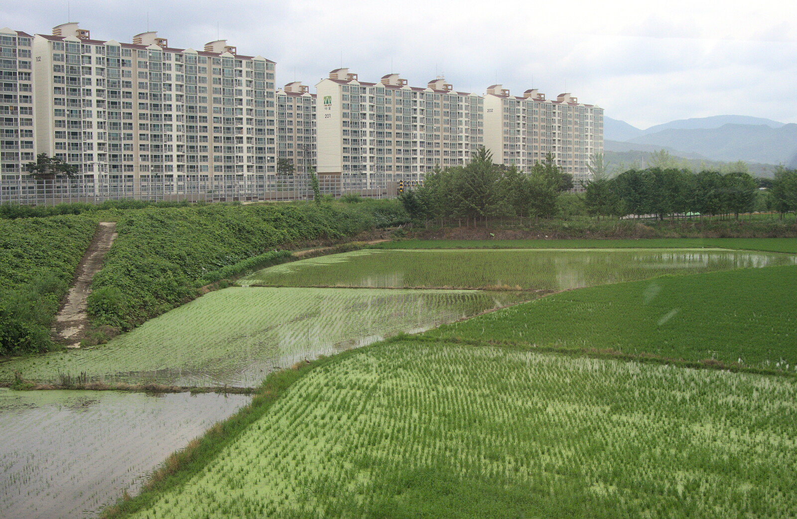 Rice paddy fields on the way to Daegu from Seomun Market, Daegu, South Korea - 1st July 2012