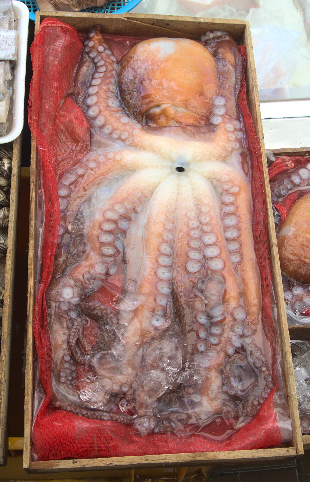 An octopus looks like a facehugger from Alien from Seomun Market, Daegu, South Korea - 1st July 2012