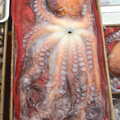 An octopus looks like a facehugger from Alien, Seomun Market, Daegu, South Korea - 1st July 2012