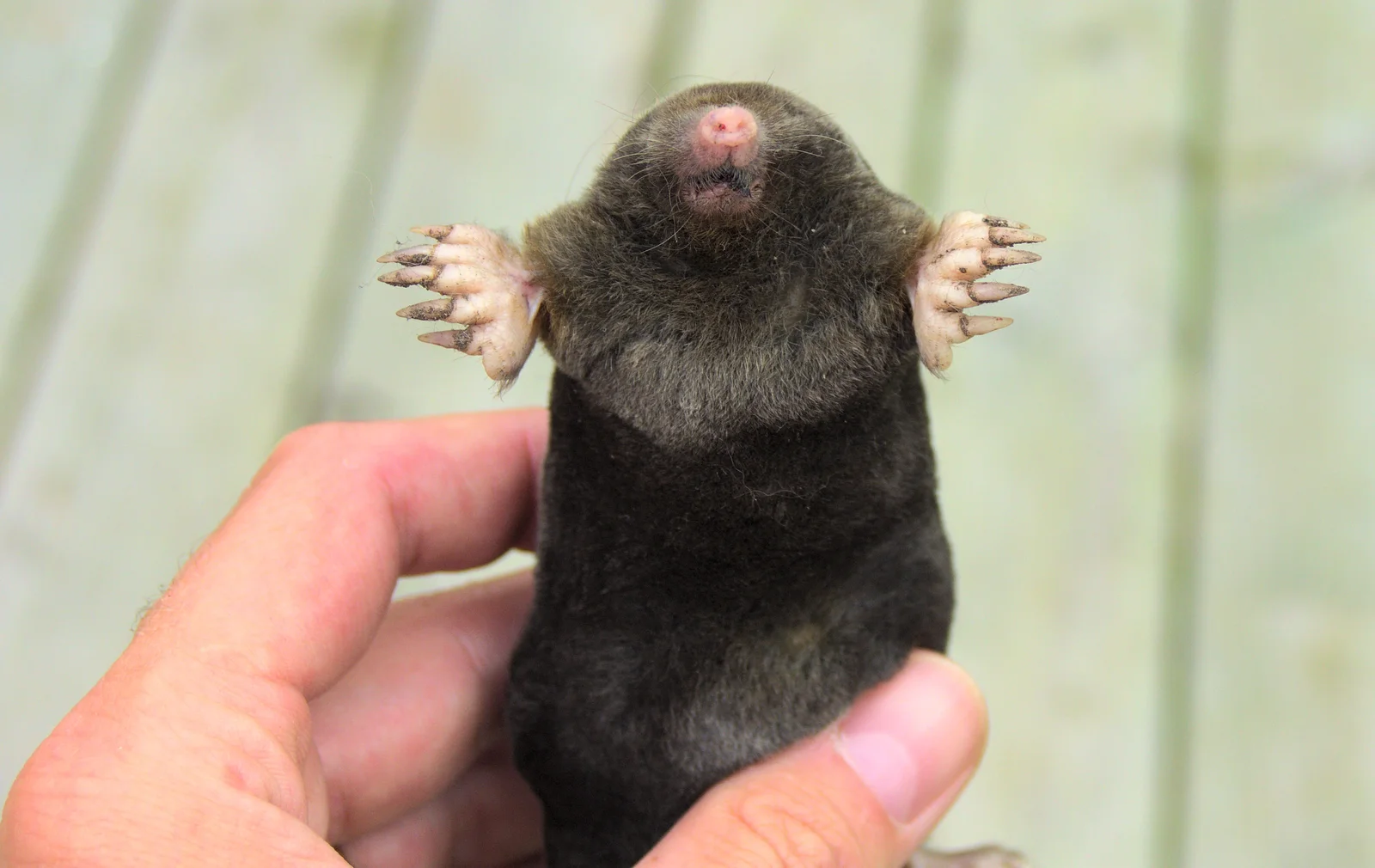 A dead mole - impressive close up, from Stick Game at the Cross Keys, Redgrave, Suffolk - 20th July 2012