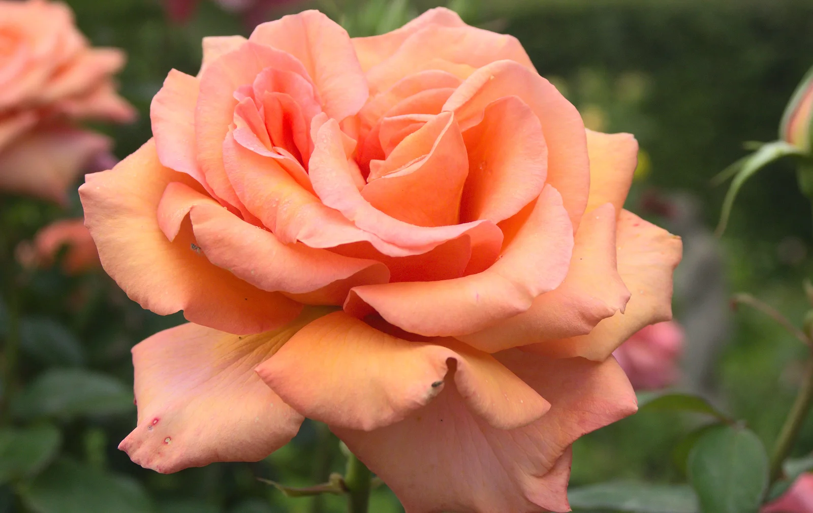 A nice pink rose, from Stick Game at the Cross Keys, Redgrave, Suffolk - 20th July 2012