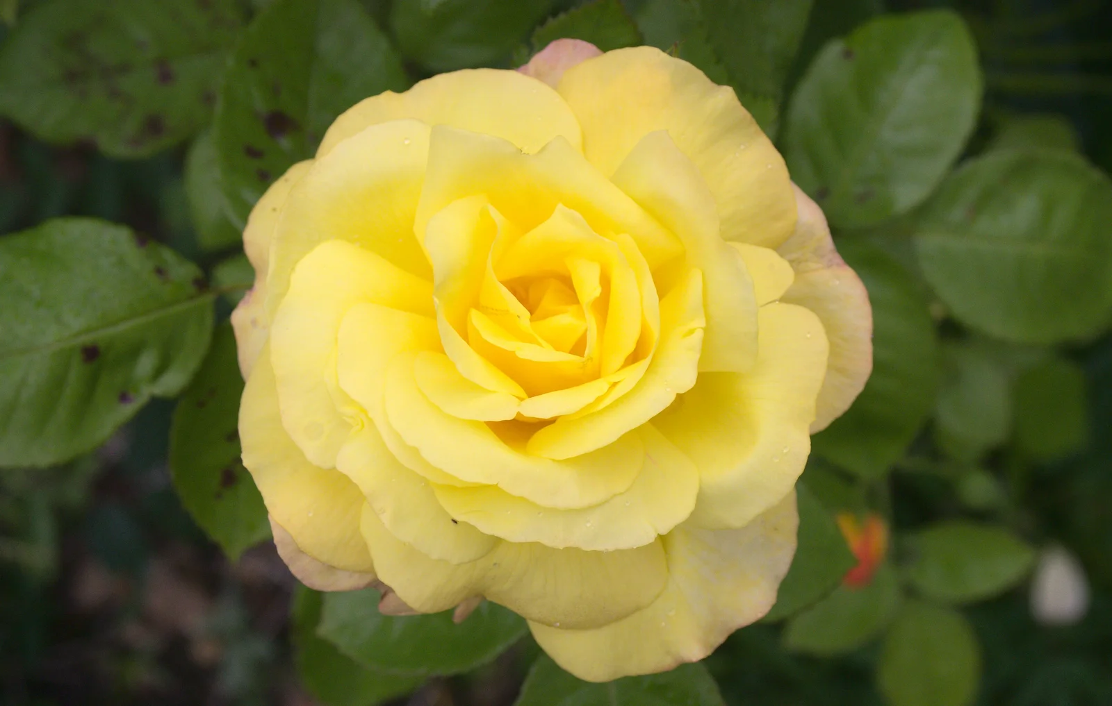 A yellow rose in the garden, from Stick Game at the Cross Keys, Redgrave, Suffolk - 20th July 2012