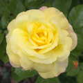 A yellow rose in the garden, Stick Game at the Cross Keys, Redgrave, Suffolk - 20th July 2012