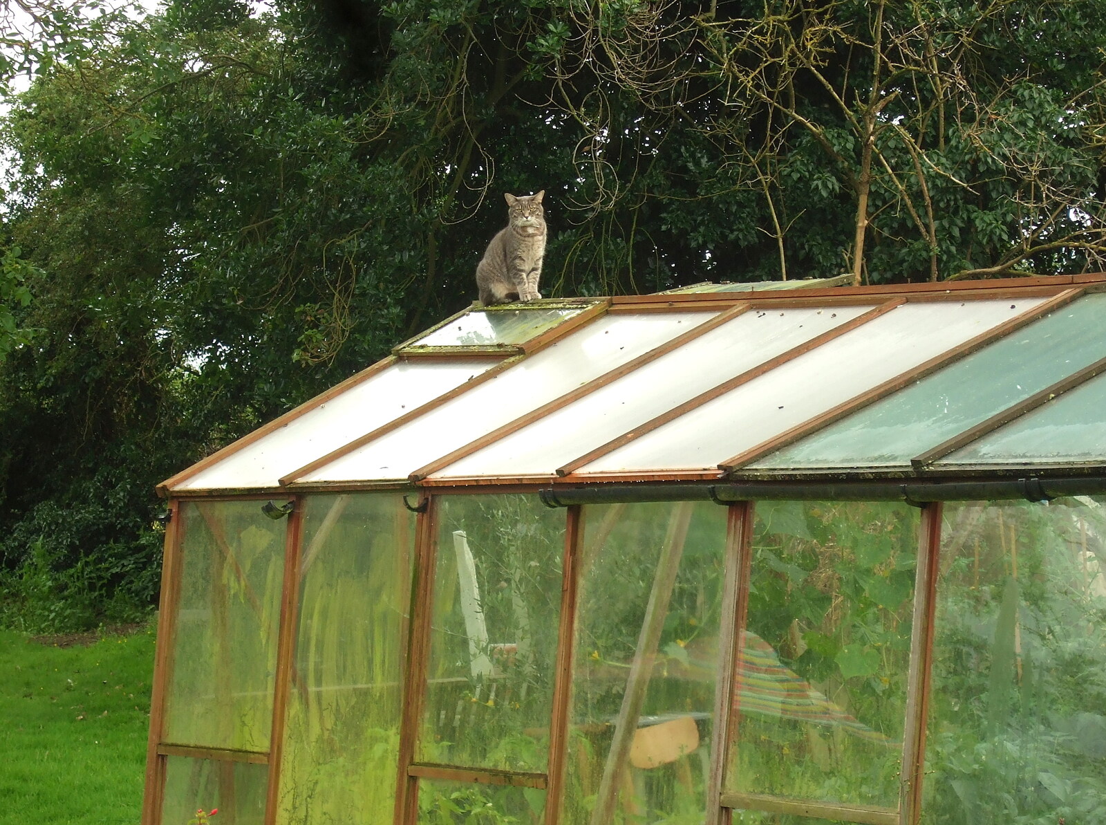Boris - Stripey Cat - perches on the greenhouse from The Cambridge Folk Festival, Cherry Hinton, Cambridge - 28th July 2012