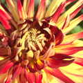 A bright varigated flower, like bonfire flames, Lunch in Amandines and Southwark Graffiti, London and Diss - 15th August 2012