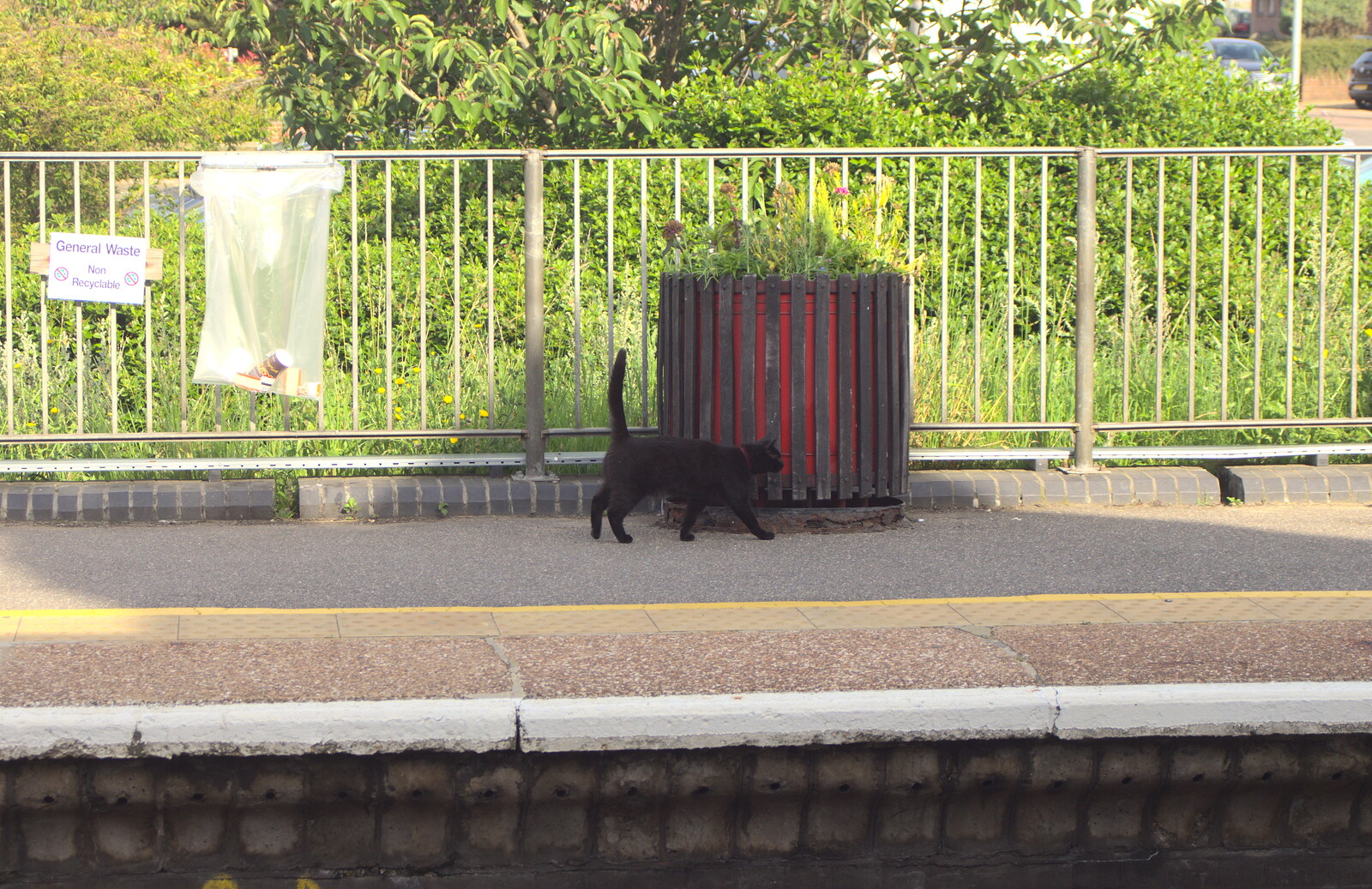 Station Cat is out and about at Diss Station from Lunch in Amandines and Southwark Graffiti, London and Diss - 15th August 2012