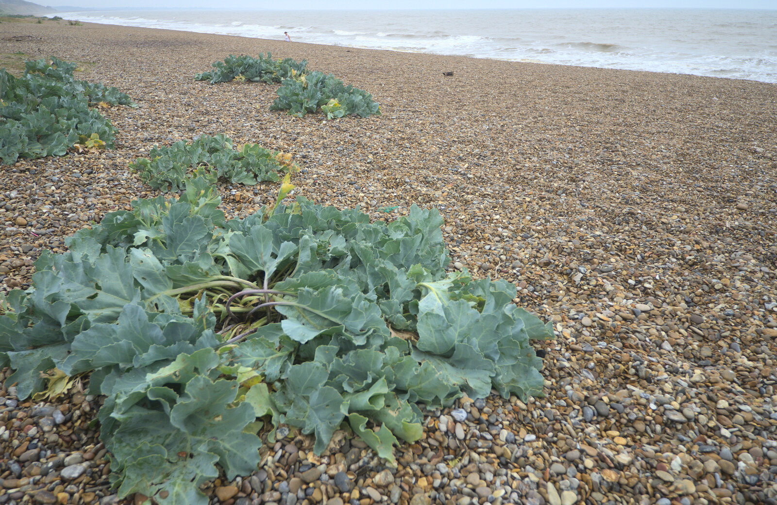 Sea Kale on Dunwich beach from Camping by the Seaside, Cliff House, Dunwich, Suffolk - 15th August 2012