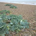 Sea Kale on Dunwich beach, Camping by the Seaside, Cliff House, Dunwich, Suffolk - 15th August 2012