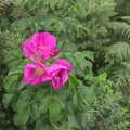 A pink flower on the beach, Camping by the Seaside, Cliff House, Dunwich, Suffolk - 15th August 2012
