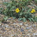 More beach foliage, Camping by the Seaside, Cliff House, Dunwich, Suffolk - 15th August 2012