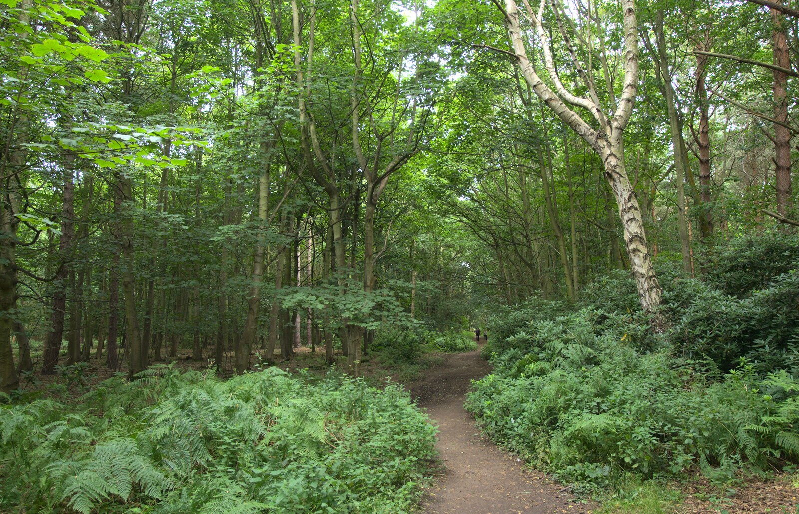 Leafy woods from Camping by the Seaside, Cliff House, Dunwich, Suffolk - 15th August 2012
