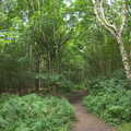 Leafy woods, Camping by the Seaside, Cliff House, Dunwich, Suffolk - 15th August 2012