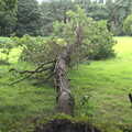 A fallen tree, Camping by the Seaside, Cliff House, Dunwich, Suffolk - 15th August 2012