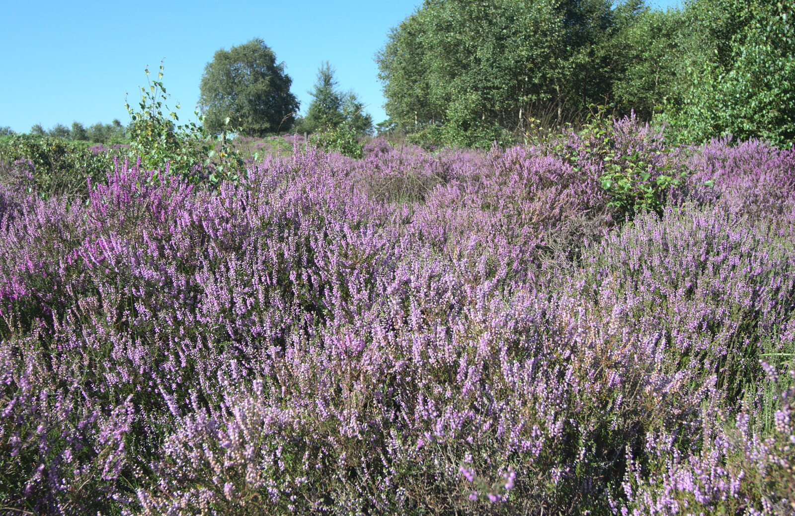 The heather is in bloom from Camping by the Seaside, Cliff House, Dunwich, Suffolk - 15th August 2012