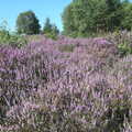 The heather is in bloom, Camping by the Seaside, Cliff House, Dunwich, Suffolk - 15th August 2012