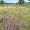 More heather, Camping by the Seaside, Cliff House, Dunwich, Suffolk - 15th August 2012