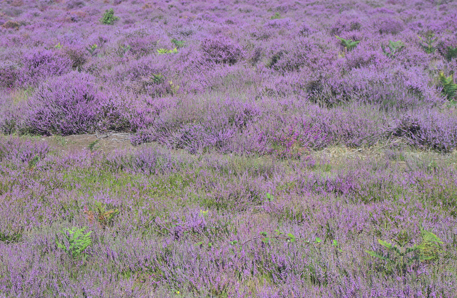 An almost complete carpet of purple heather from Camping by the Seaside, Cliff House, Dunwich, Suffolk - 15th August 2012