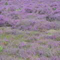 An almost complete carpet of purple heather, Camping by the Seaside, Cliff House, Dunwich, Suffolk - 15th August 2012