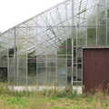 The derelict greenhouses on the way around, A Bressingham Steam Day, Norfolk, 27th August 2012