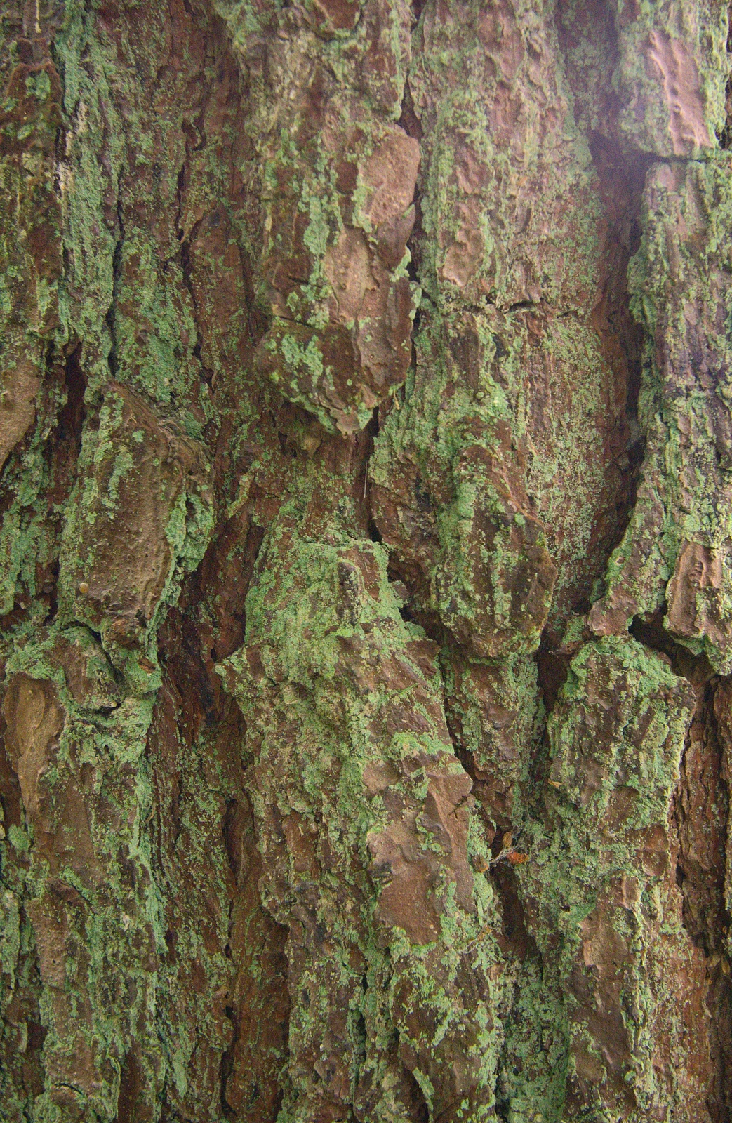 Bright green lichen on a tree, from Camping at Dower House, West Harling, Norfolk - 1st September 2012