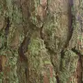 Bright green lichen on a tree, Camping at Dower House, West Harling, Norfolk - 1st September 2012