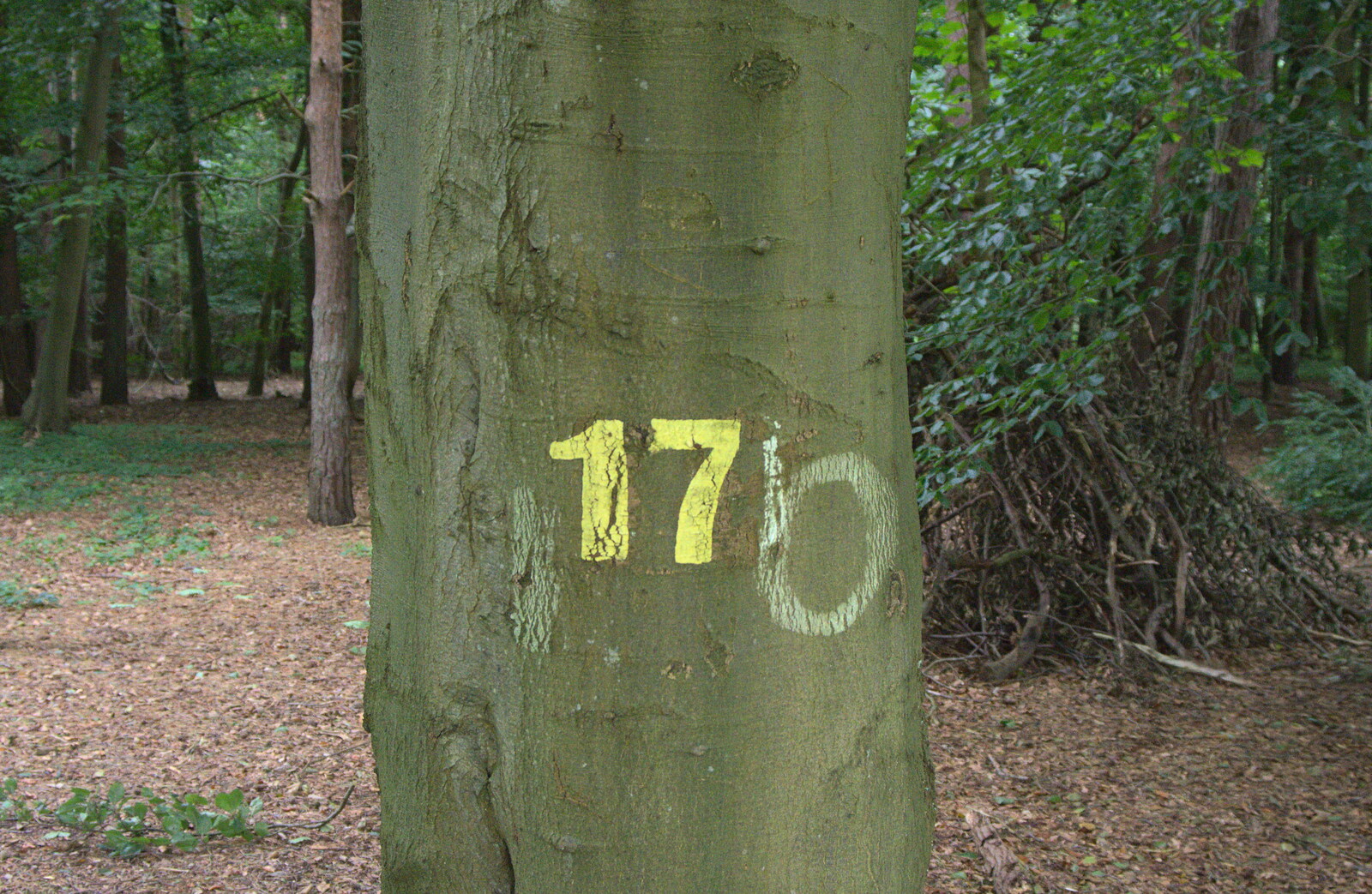 A tree marked as '17' from Camping at Dower House, West Harling, Norfolk - 1st September 2012