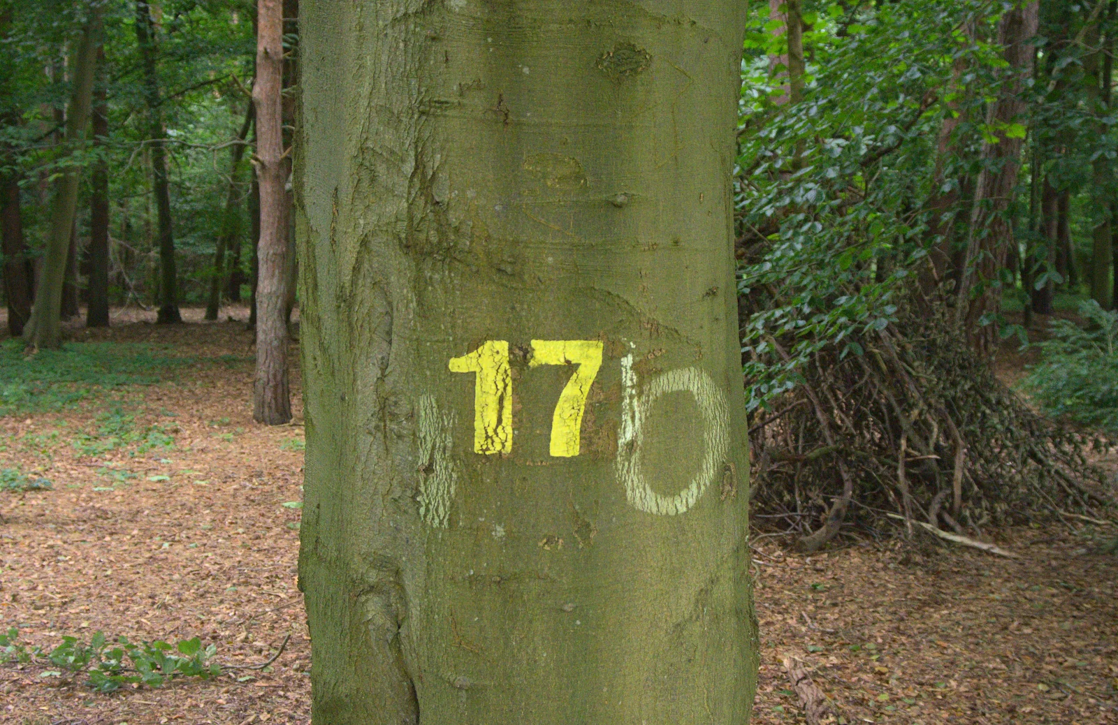 A tree marked as '17', from Camping at Dower House, West Harling, Norfolk - 1st September 2012