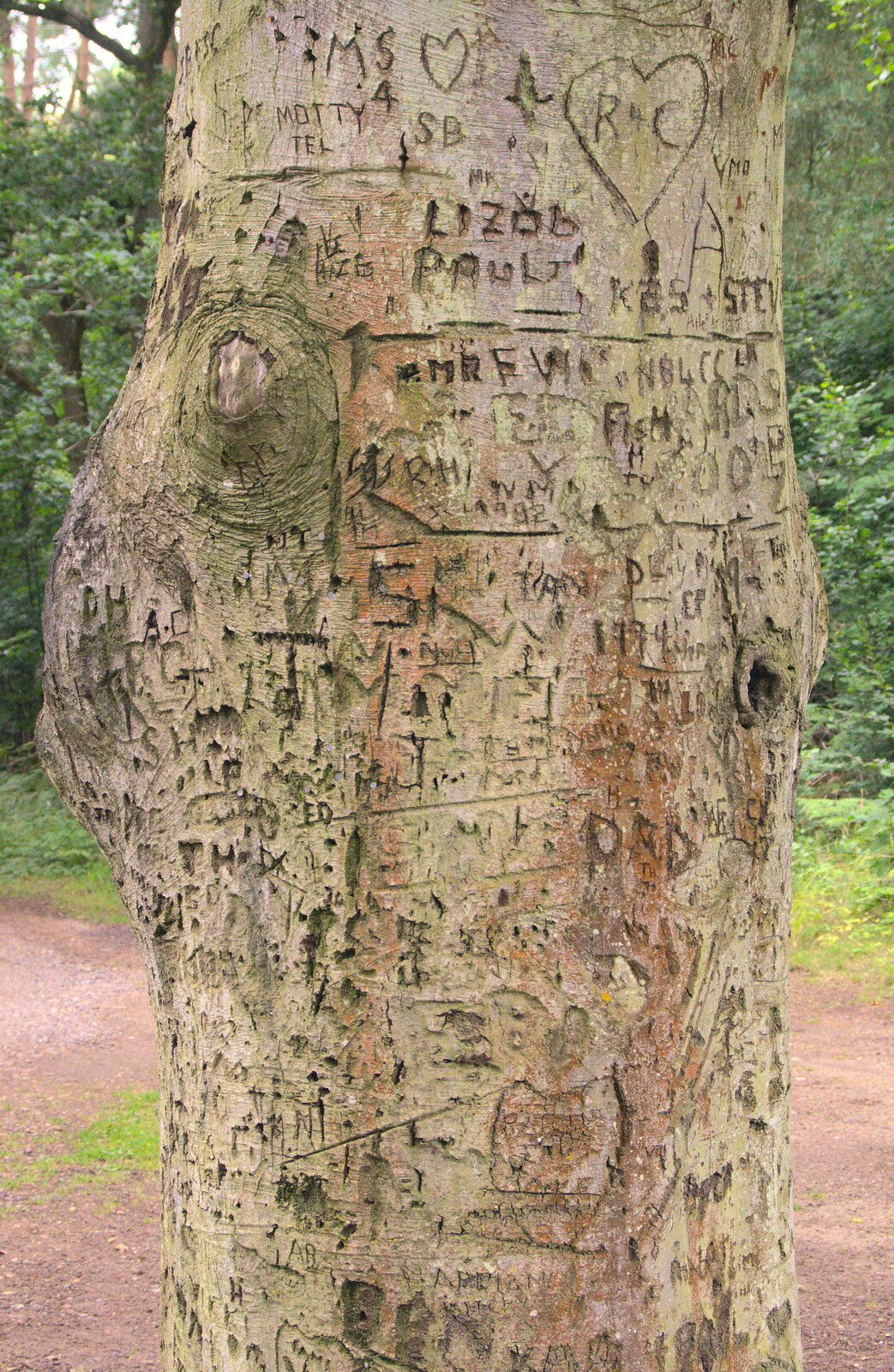 A graffiti'd tree from Camping at Dower House, West Harling, Norfolk - 1st September 2012