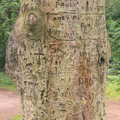 A graffiti'd tree, Camping at Dower House, West Harling, Norfolk - 1st September 2012