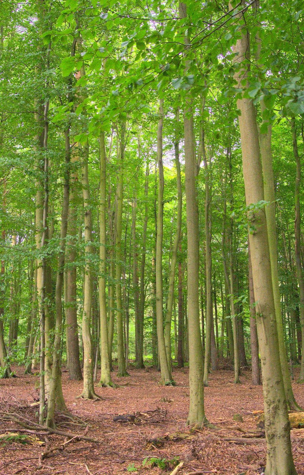 Green trees and brown earth, from Camping at Dower House, West Harling, Norfolk - 1st September 2012