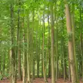 Green trees and brown earth, Camping at Dower House, West Harling, Norfolk - 1st September 2012