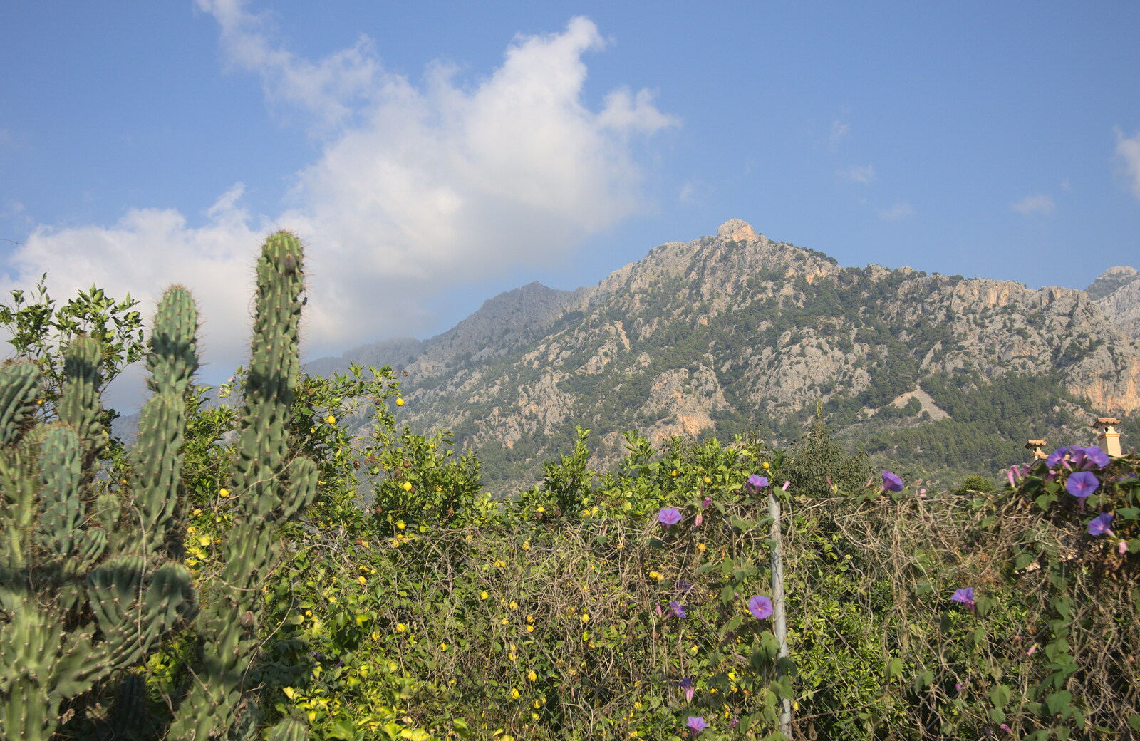 Cacti and mountains from A Trip to Sóller, Mallorca, Spain - 8th-14th September 2012