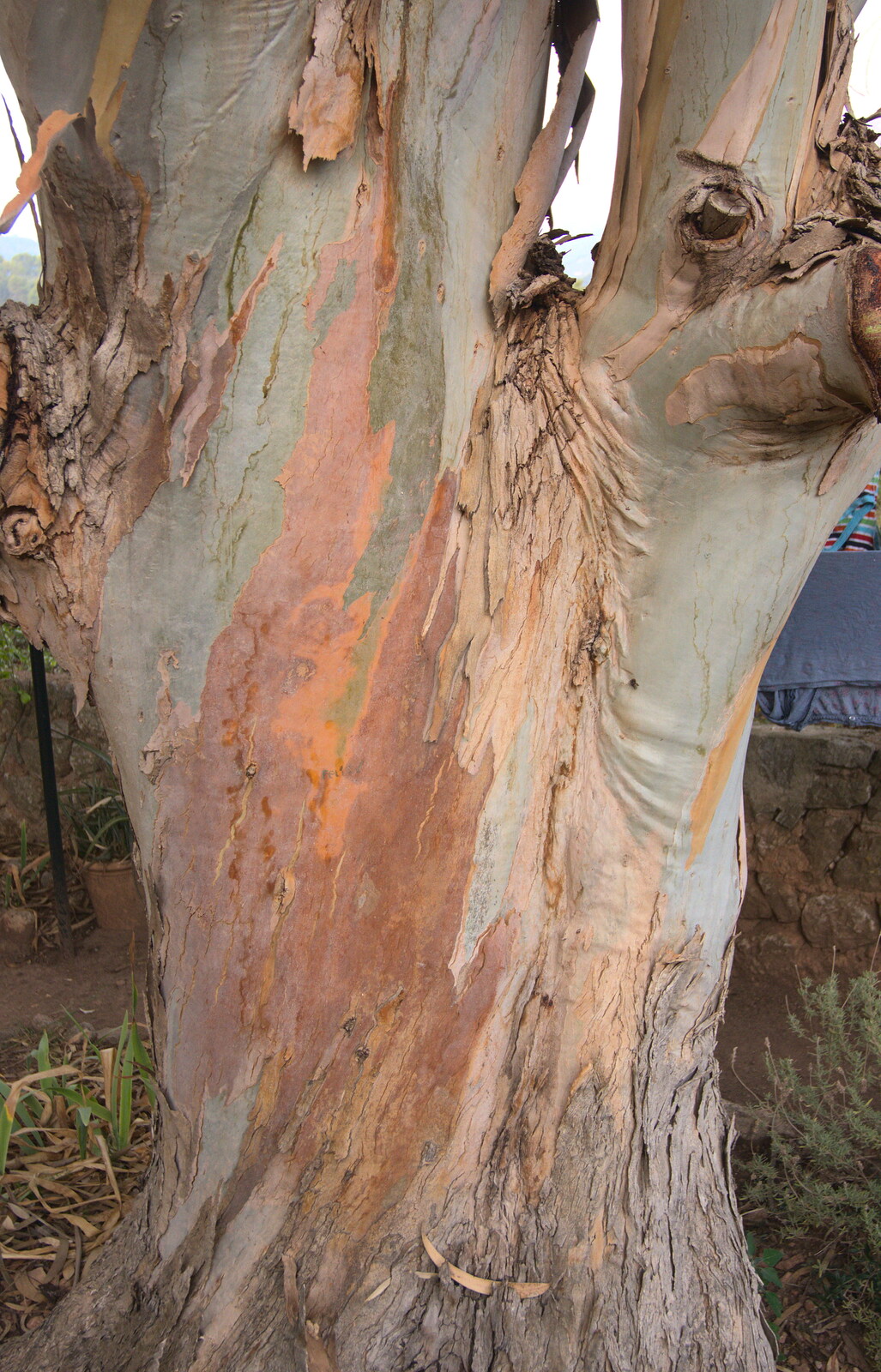 Multi-coloured eucalyptus tree from A Trip to Sóller, Mallorca, Spain - 8th-14th September 2012