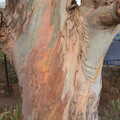 Multi-coloured eucalyptus tree, A Trip to Sóller, Mallorca, Spain - 8th-14th September 2012