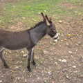 A sad donkey, A Trip to Sóller, Mallorca, Spain - 8th-14th September 2012