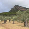 Out in the olive groves, A Few Hours in Valdemossa, Mallorca, Spain - 13th September 2012