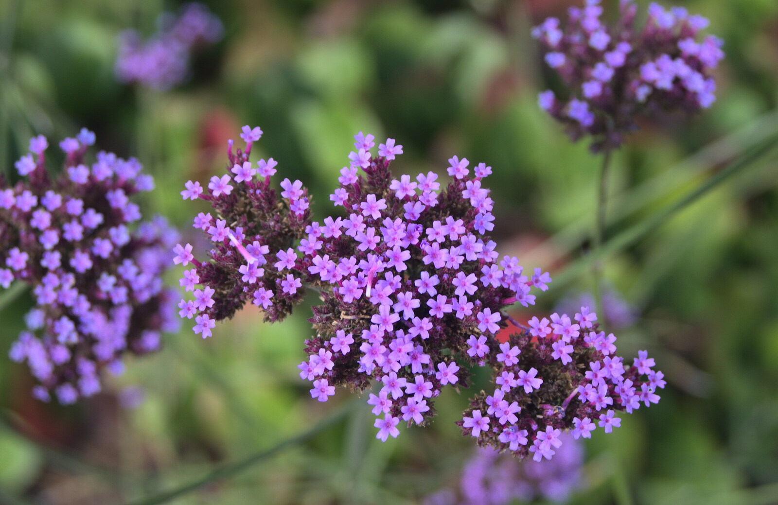 Small purpley pentafoil flowers from Alan Bloom's Gardens, Bressingham, Norfolk - 6th October 2012