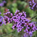 Small purpley pentafoil flowers, Alan Bloom's Gardens, Bressingham, Norfolk - 6th October 2012