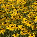 A sea of bright yellow marigolds, Alan Bloom's Gardens, Bressingham, Norfolk - 6th October 2012