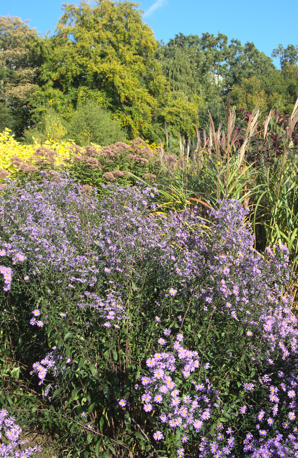 More purple flowers from Alan Bloom's Gardens, Bressingham, Norfolk - 6th October 2012