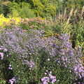 More purple flowers, Alan Bloom's Gardens, Bressingham, Norfolk - 6th October 2012