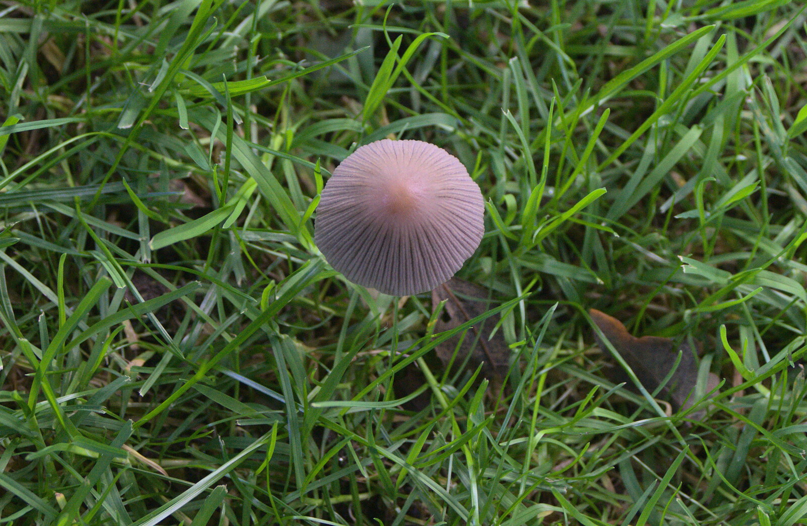 A cool mushroom from Alan Bloom's Gardens, Bressingham, Norfolk - 6th October 2012