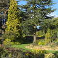 Grand fir trees, Alan Bloom's Gardens, Bressingham, Norfolk - 6th October 2012