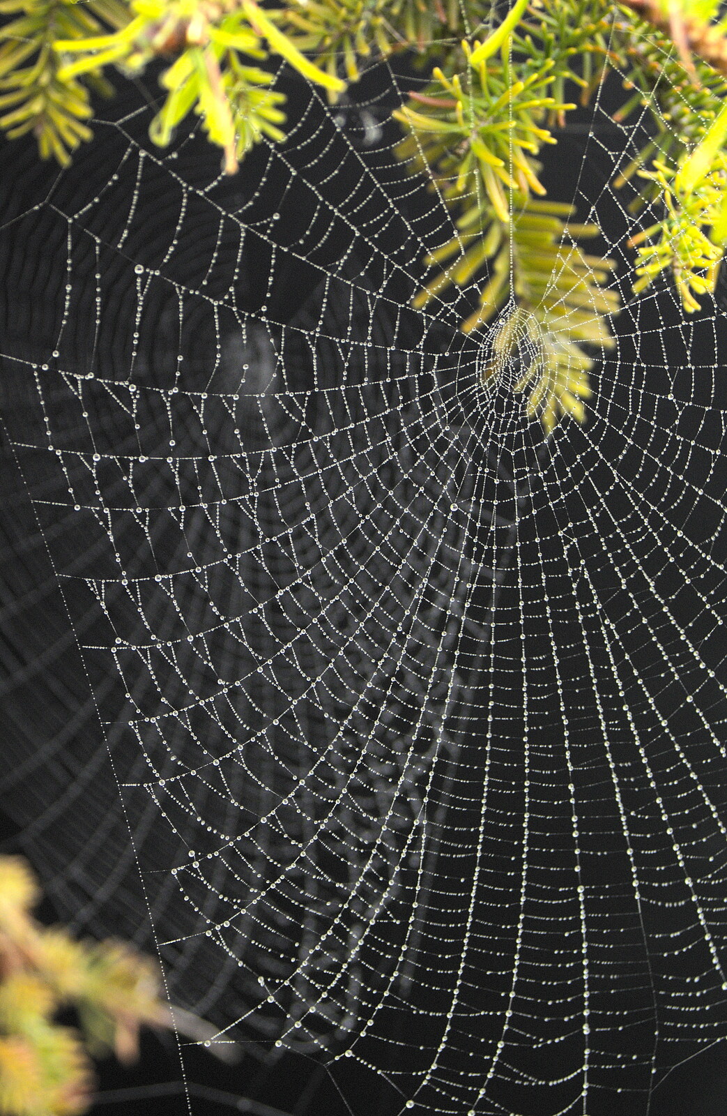 A back-lit dewey spider web from Spider Webs, and 70000 Britannia at Liverpool Street, Brome and London - 10th October 2012