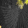 A back-lit dewey spider web, Spider Webs, and 70000 Britannia at Liverpool Street, Brome and London - 10th October 2012