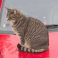 Boris - Stripey Cat - sits on a car, Spider Webs, and 70000 Britannia at Liverpool Street, Brome and London - 10th October 2012