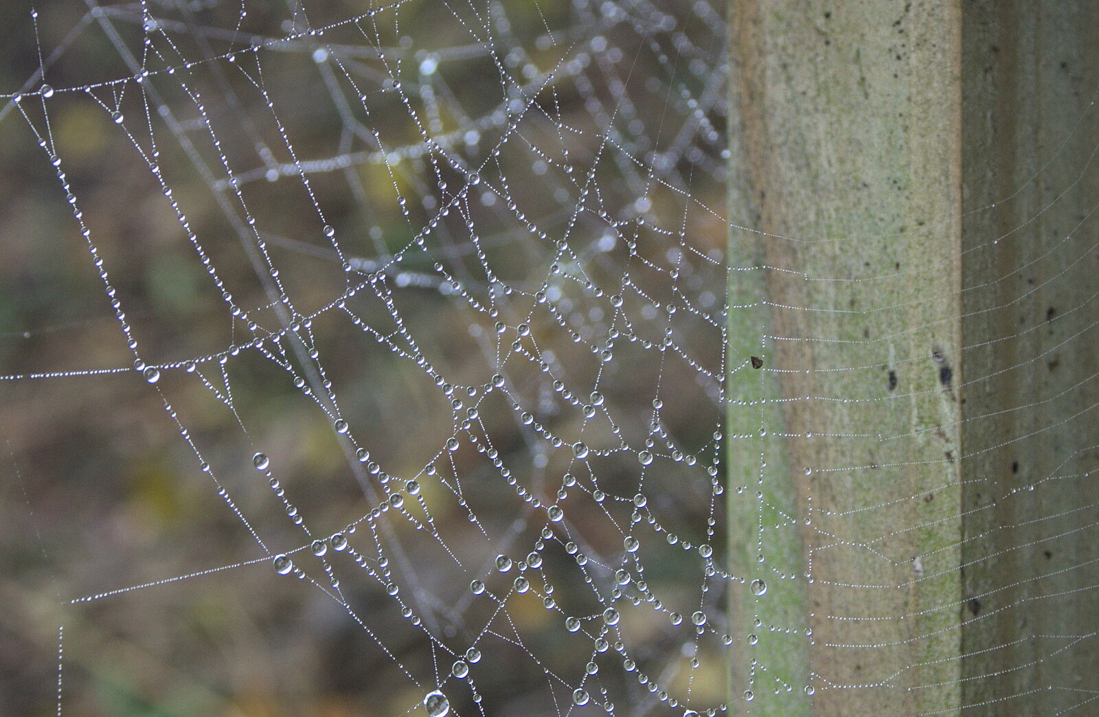 Another wet spider web from Spider Webs, and 70000 Britannia at Liverpool Street, Brome and London - 10th October 2012
