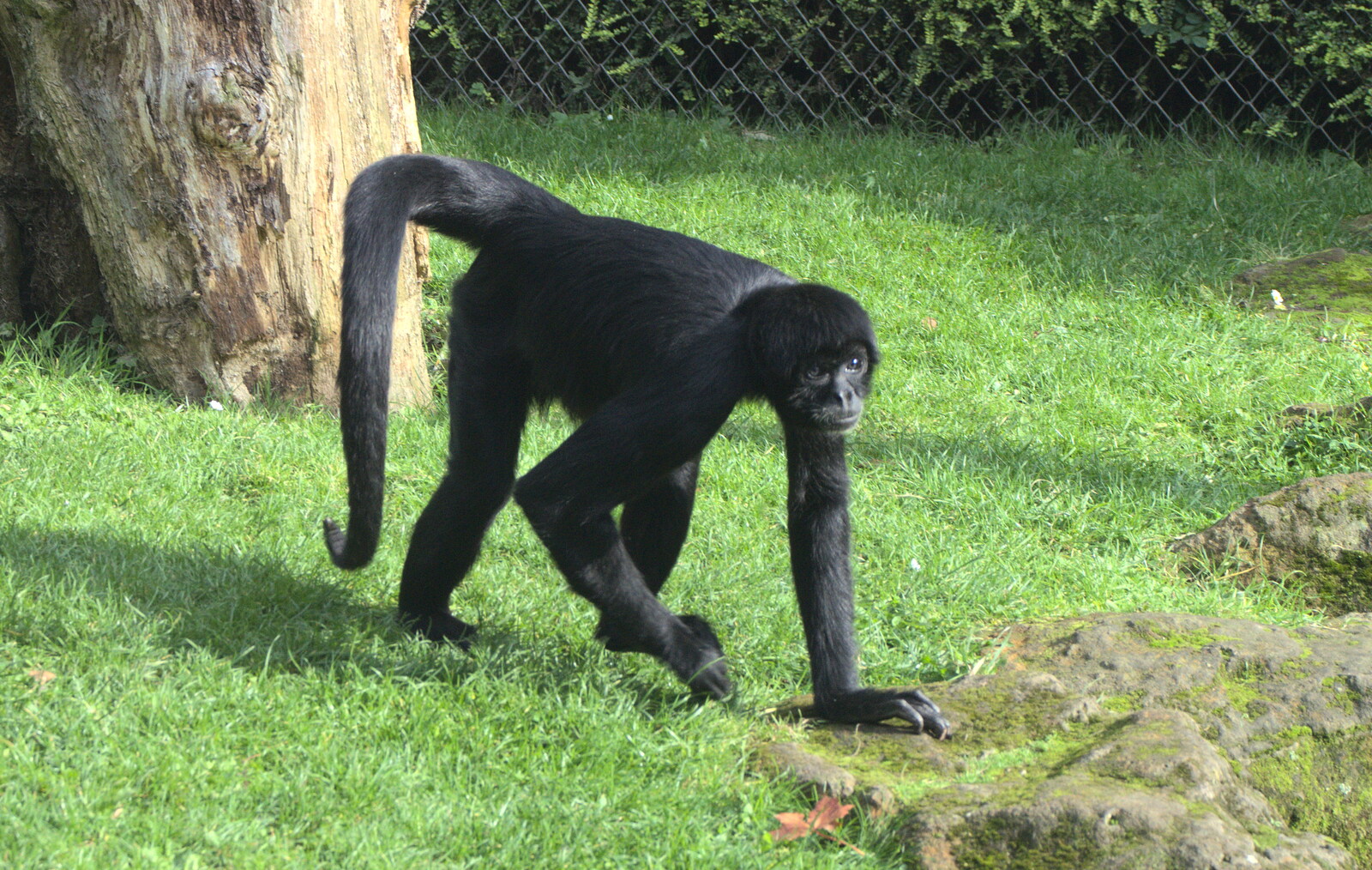 A Siamang Gibbon roams around from An Appley Sort of Zoo Day, Carleton Rode and Banham, Norfolk - 14th October 2012