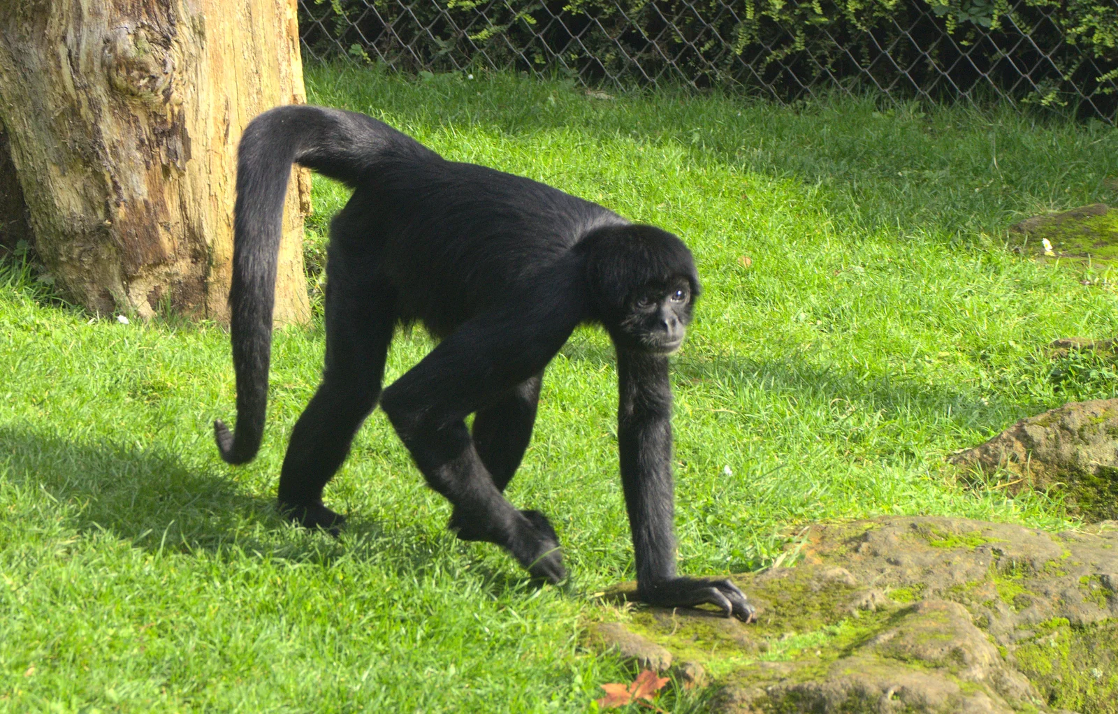 A Siamang Gibbon roams around, from An Appley Sort of Zoo Day, Carleton Rode and Banham, Norfolk - 14th October 2012