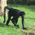 A Siamang Gibbon roams around, An Appley Sort of Zoo Day, Carleton Rode and Banham, Norfolk - 14th October 2012